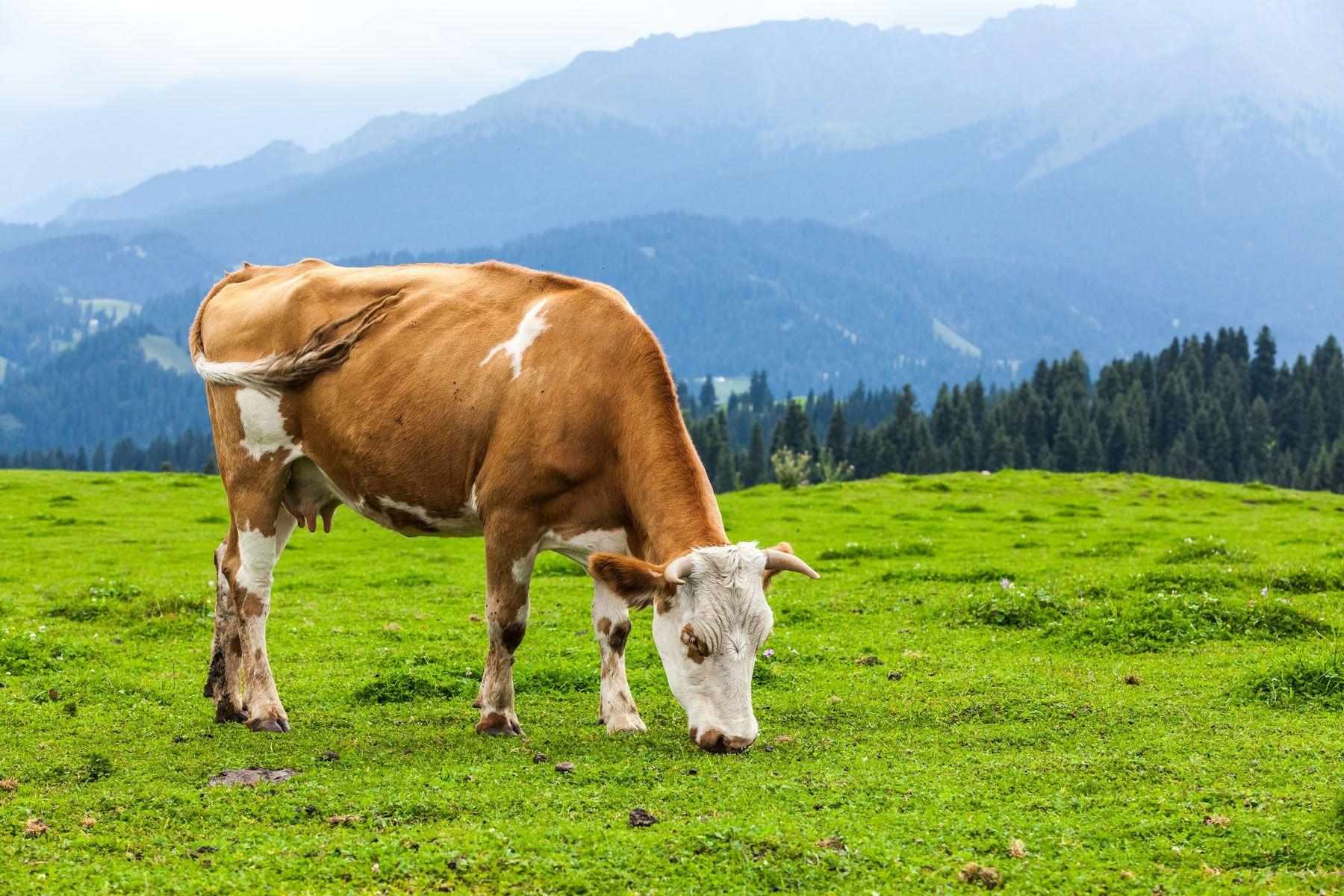 What are the metabolic benefits of 'free-range,' 'grass-fed,' and 'wild'?