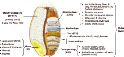 Structure of a wheat grain. Processed or refined grains have the outer layers and the germ removed, leaving mostly the starchy endosperm.